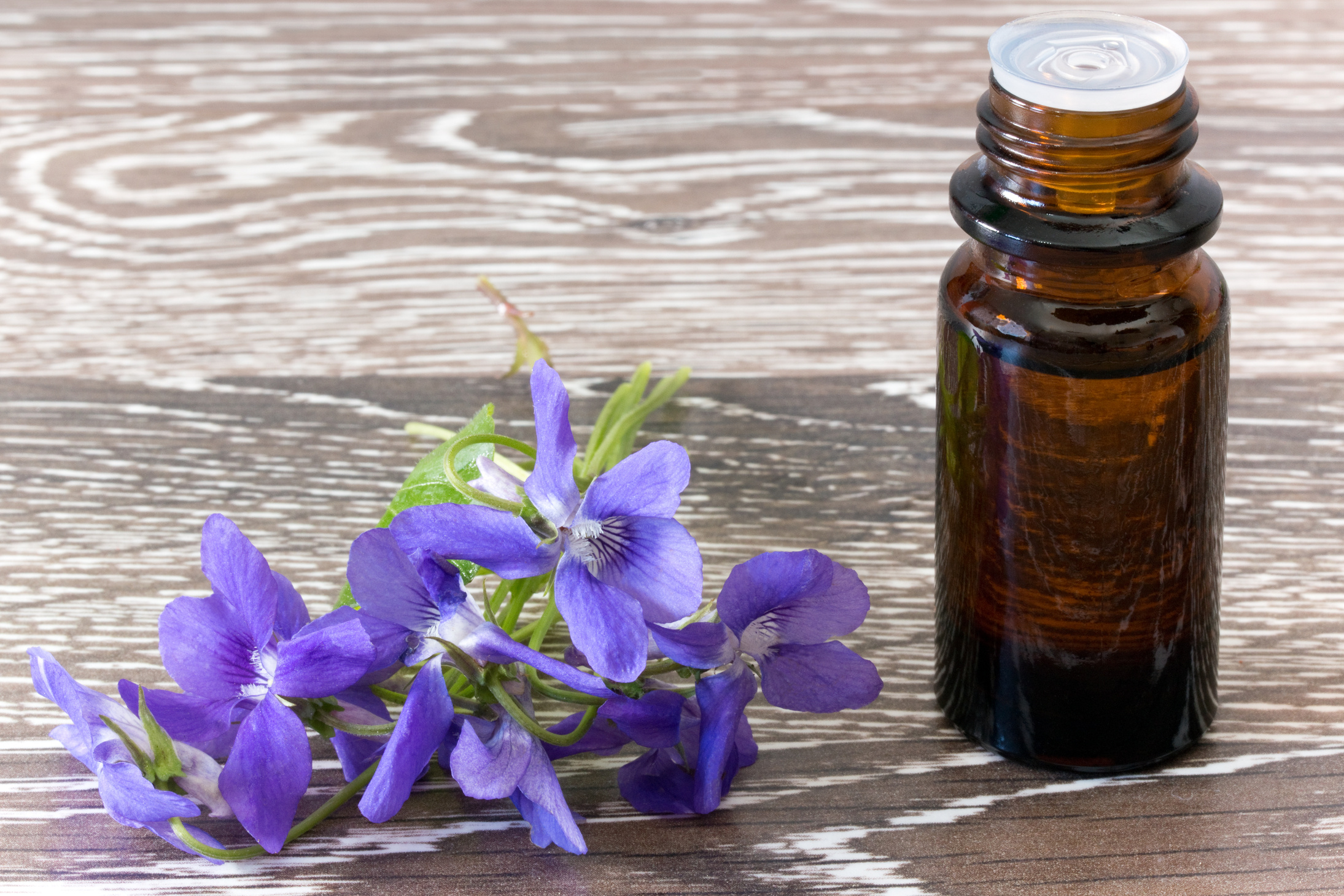 Bach flower remedies of violets