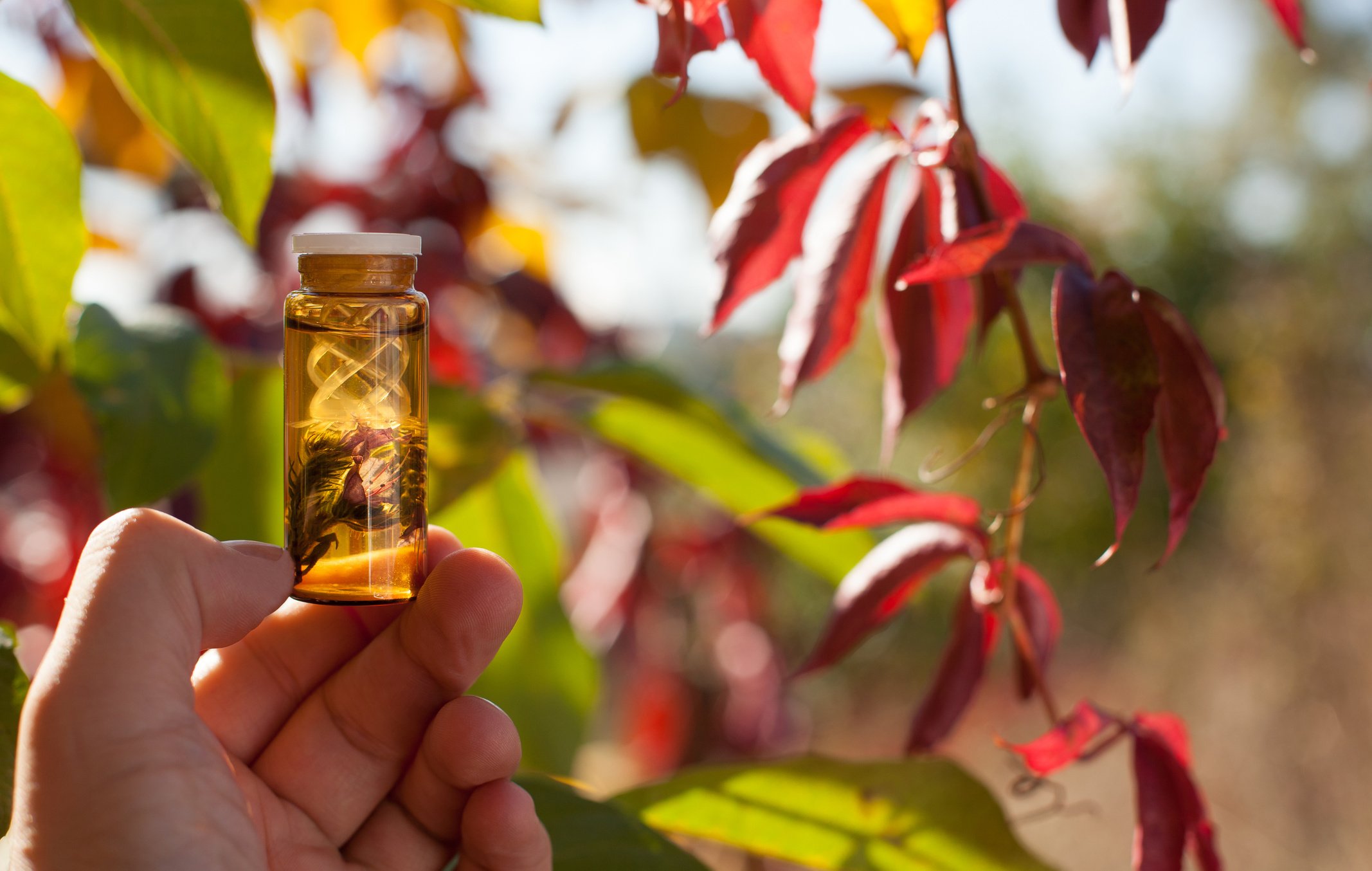 Bach apothecary, remedy.