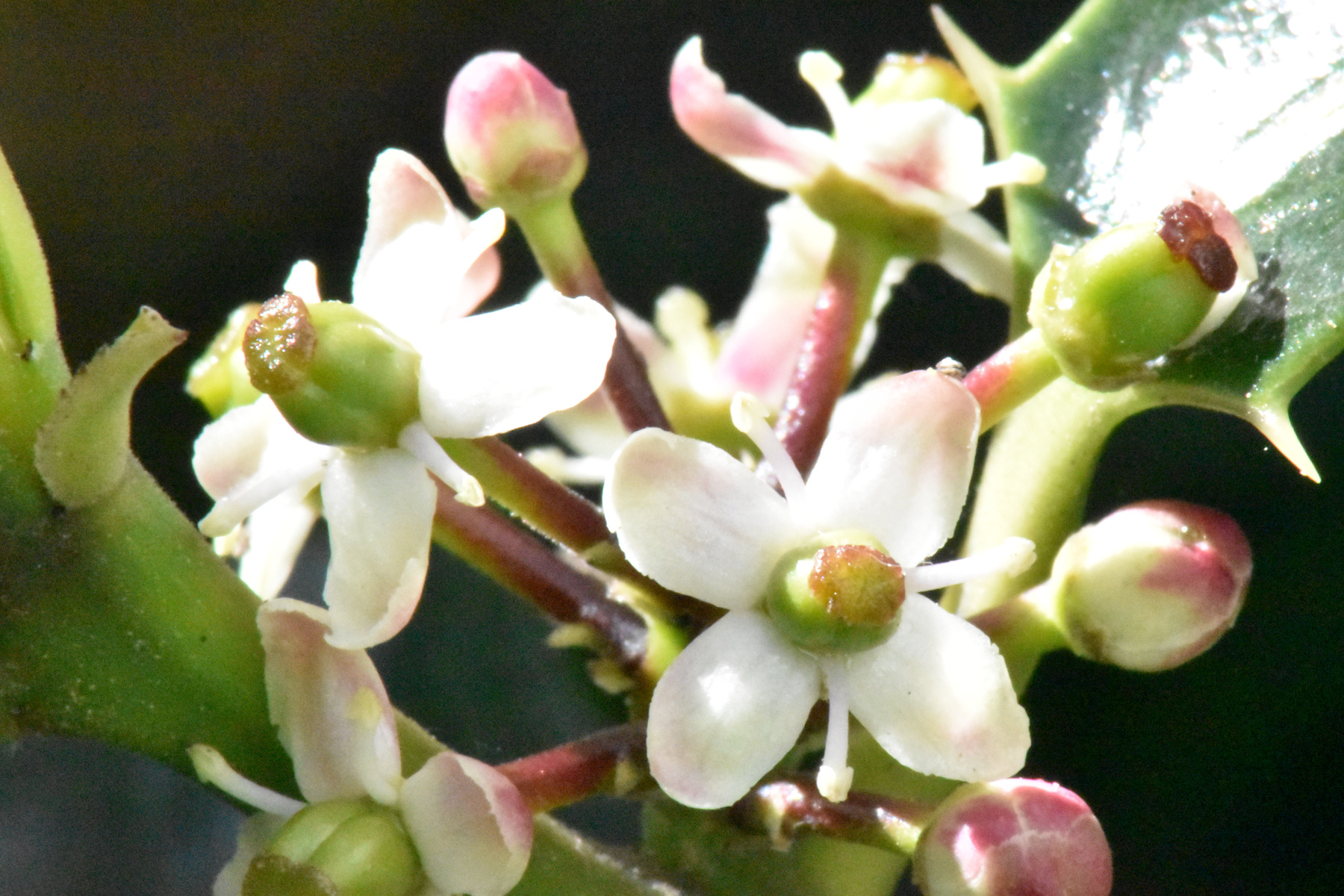 Holly flower (Ilex aquifolium)
